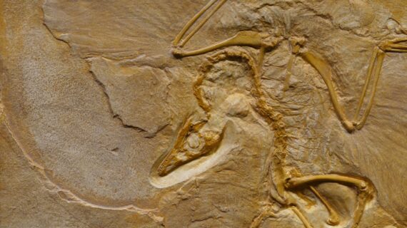 12 Febbraio: Darwin Day 2023
