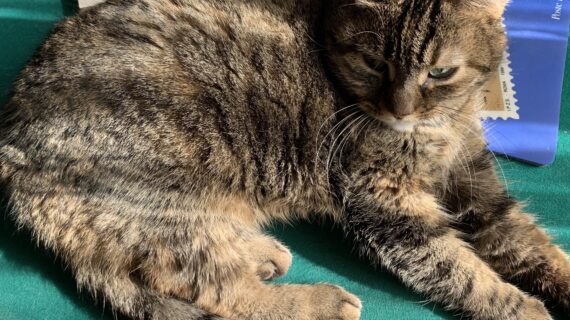 Evviva il Gatto: celebriamo la Festa del Gatto