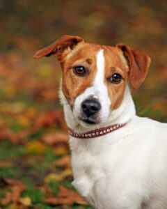 International Dog Day - Jack Russell Terrier