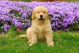 Giornata Internazionale dei Cani - Golden Retriever