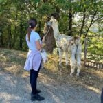 Una passeggiata con lama e alpaca in Piemonte