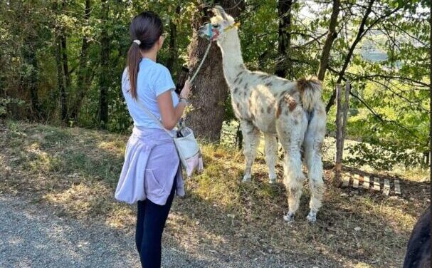 Una passeggiata con lama e alpaca in Piemonte