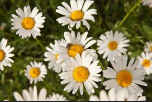 Fiori di Camomilla - Foto MyWhere Copyright