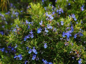Consigli sulle Migliori Tisane per l'Inverno 2024 - Fiori e Petali - Foto MyWhere Copyright