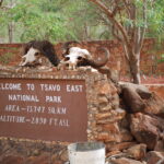 Safari in Kenya: come organizzare il viaggio dei sogni