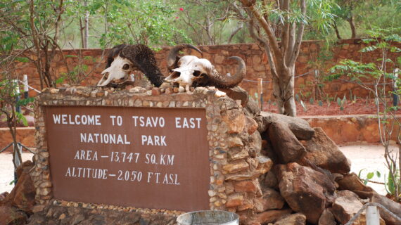 Safari in Kenya: come organizzare il viaggio dei sogni