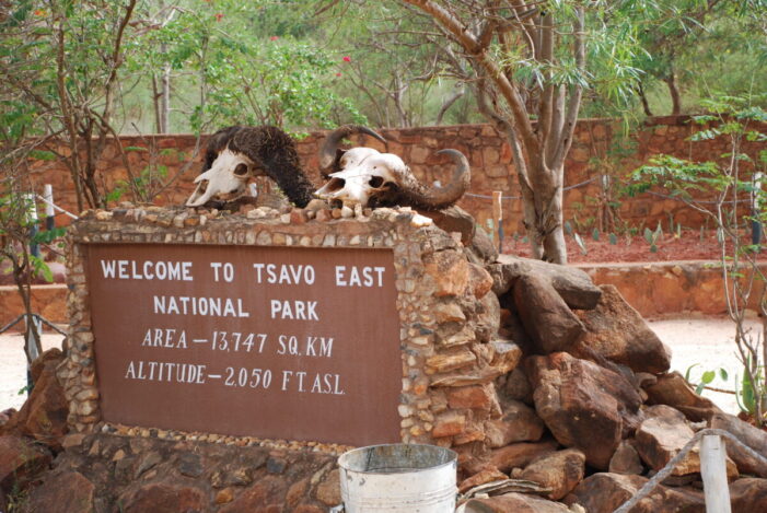 Safari in Kenya: come organizzare il viaggio dei sogni