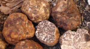 Mostra Tartufo Marzuolo di Volterra - Foto Volterra Gusto