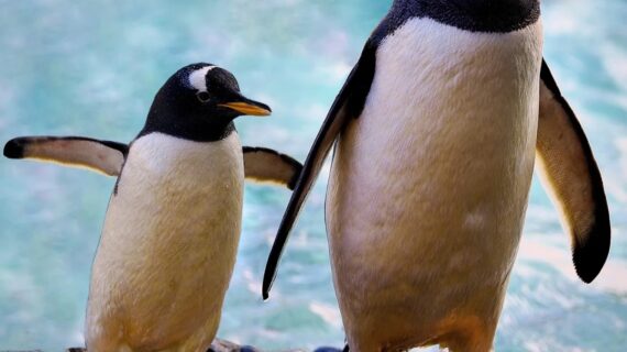 Il 25 aprile 2025 si celebra la 55° Giornata Mondiale del Pinguino