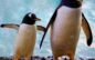 Oggi, 25 aprile, si celebra la Giornata Mondiale del Pinguino