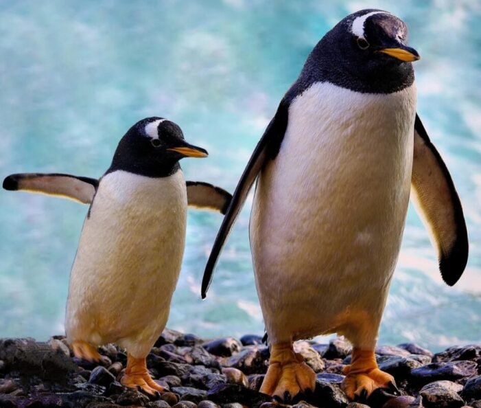 Oggi, 25 aprile, si celebra la Giornata Mondiale del Pinguino