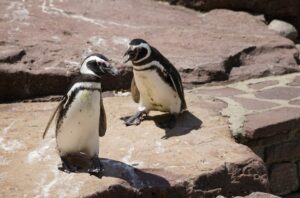 Giornata Mondiale del Pinguino - Cuccioli - Foto MyWhere Copyright