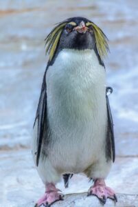 Giornata Mondiale del Pinguino - Foto MyWhere Copyright