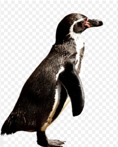 Giornata Mondiale del Pinguino - Pinguino Imperatore - Foto MyWhere Copyright