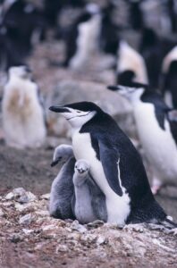 Giornata Mondiale del Pinguino - Pinguino Imperatore - Foto MyWhere Copyright