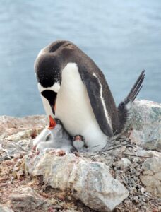 Giornata Mondiale del Pinguino - Mamma con Cuccioli - Foto MyWhere Copyright