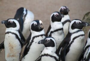 Giornata Mondiale del Pinguino - Foto MyWhere Copyright