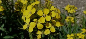 Erisimo - Pianta Officinale - Foto MyWhere Copyright