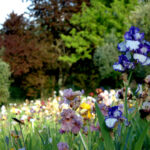 Il Giardino dell’Iris di Firenze riapre in tutta la sua bellezza