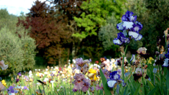 Il Giardino dell’Iris di Firenze riapre in tutta la sua bellezza