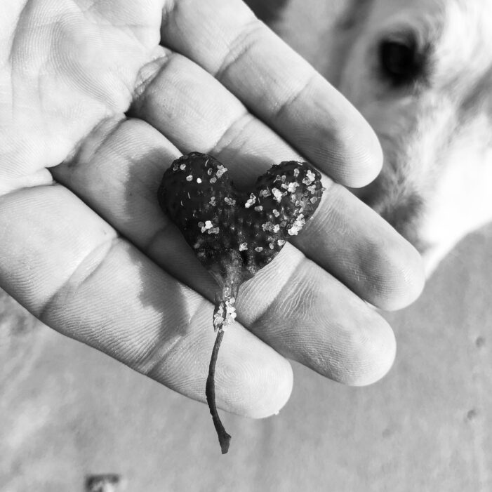 Giornata Internazionale del Cane: l’animale da compagnia più diffuso