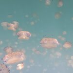 8 albe, tra le increspature: riflessi di una storia oceanica