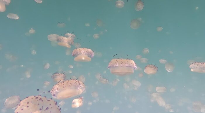 8 albe 8 albe, tra le increspature: riflessi di una storia oceanica