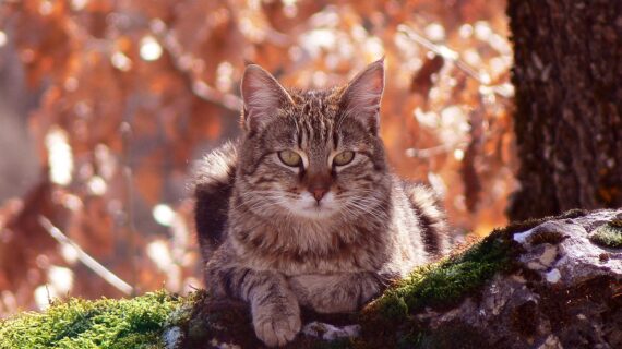Portarsi il Gatto in vacanza si può? Ecco le strutture cat friendly