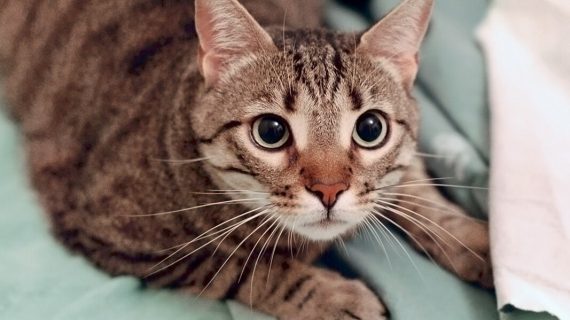 Voglio portare in vacanza il mio gatto: dove andare?