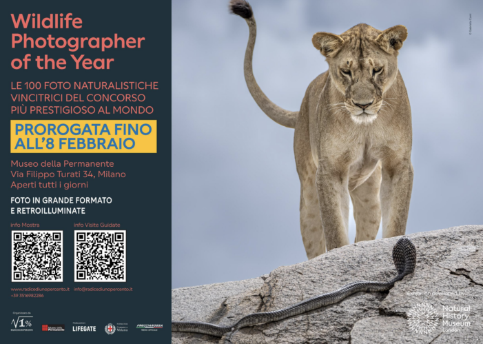 Il 61° Wildlife Photographer of The Year al Museo della Permanente di Milano Il 61° Wildlife Photographer of The Year al Museo della Permanente di Milano
