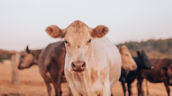 La cow therapy: quando l’essere umano impara a fermarsi abbracciando la calma della natura