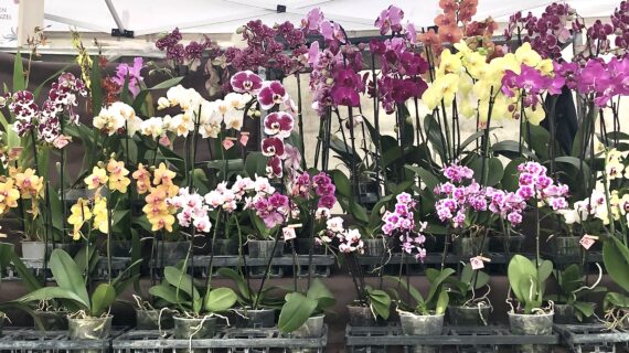 Ortidea 2026 torna all’Orto Botanico tra orchidee rare e laboratori