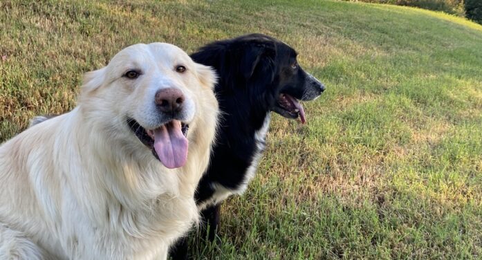Vacanze con il cane, le migliori mete pet-friendly tra mare, montagna e natura