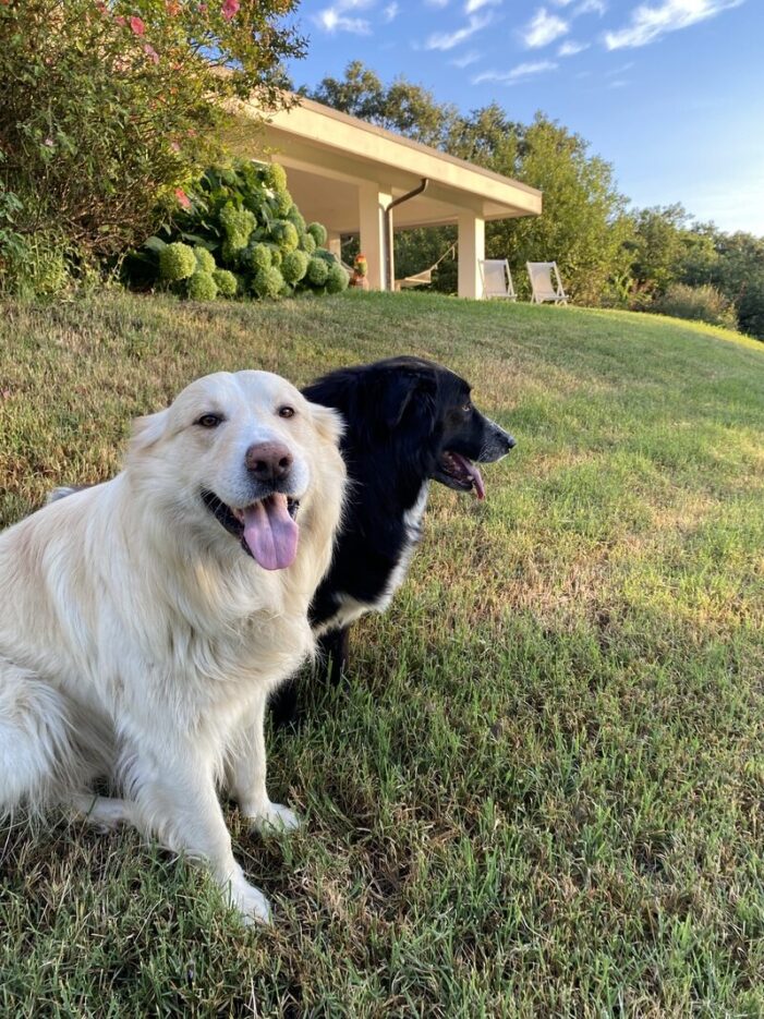Vacanze con il cane, le migliori mete pet-friendly tra mare, montagna e natura