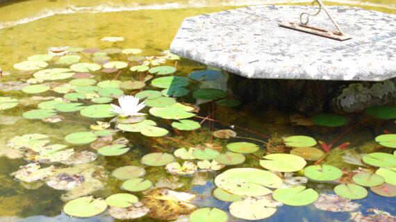Tra ruscelli e antiche rovine: perché visitare il Giardino di Ninfa in estate