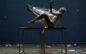 Il ritorno di Jan Fabre con Harakiri “A Political And Incorrect Performance”