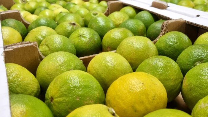 I racconti del Bergamotto di Reggio Calabria: la nuova ricerca di Filippo Arillotta I racconti del Bergamotto di Reggio Calabria: la nuova ricerca di Filippo Arillotta
