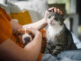 Giornata mondiale della salute mentale: cani e gatti alleati del benessere