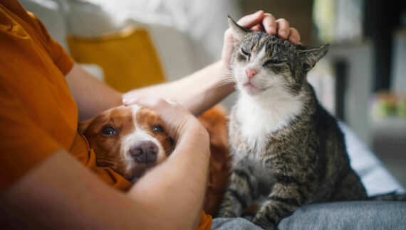 Giornata mondiale della salute mentale: cani e gatti alleati del benessere