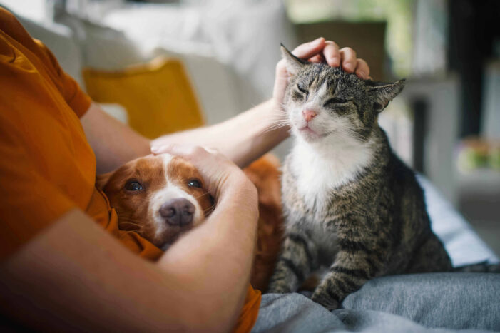Giornata mondiale della salute mentale: cani e gatti alleati del benessere