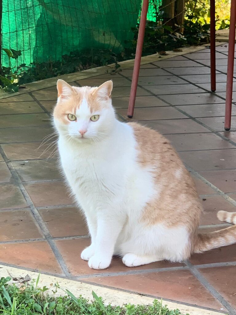 cani gatti