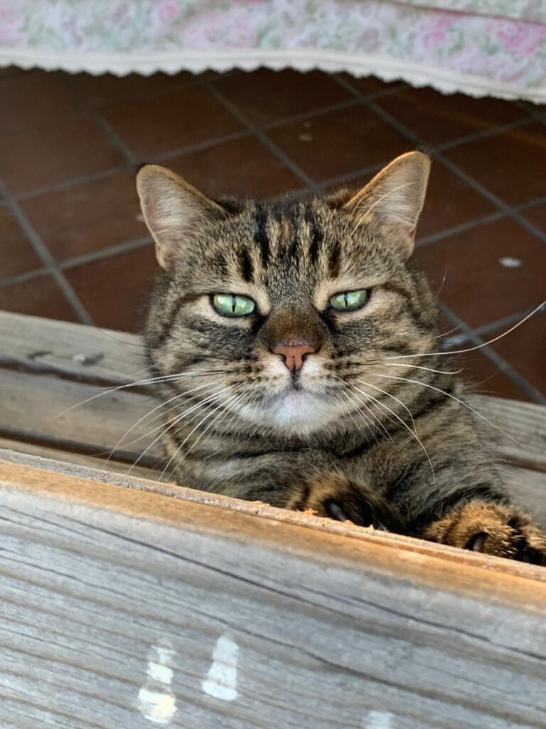 cani gatti