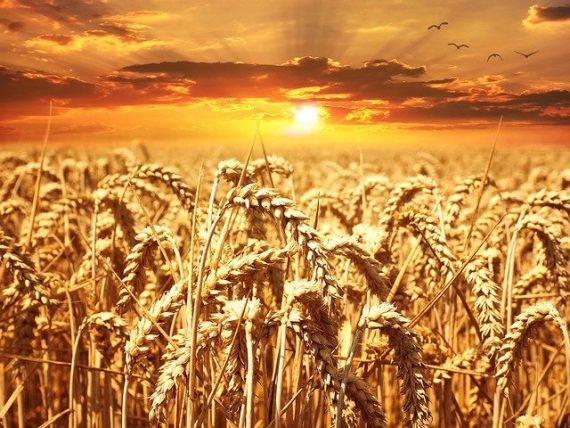 Quanto Pesa Un Grano D Oro